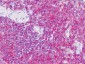 RAC1 + RAC2 Antibody (clone AT2G11)